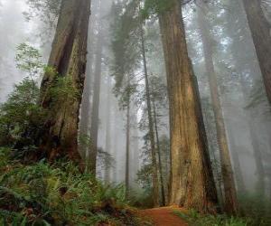 Puzzle Γιγαντιαίο sequoias